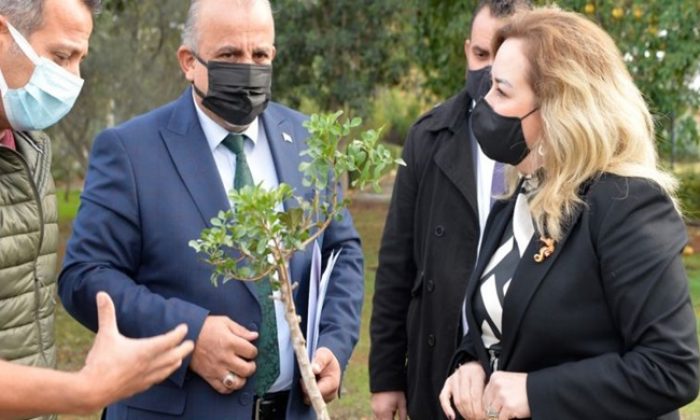Cumhurbaşkanlığı bahçesine, sakız ağacı fidan dikimi yapıldı